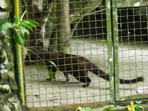 the Common Palm Civet. How common could it be if the zoo's the only place I've ever seen one?