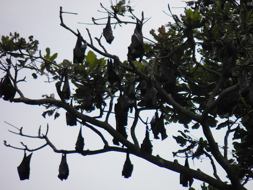 a colony of Golden-Crowned Flying Foxes. For the dense, yes, they are fruit bats, not actual foxes.