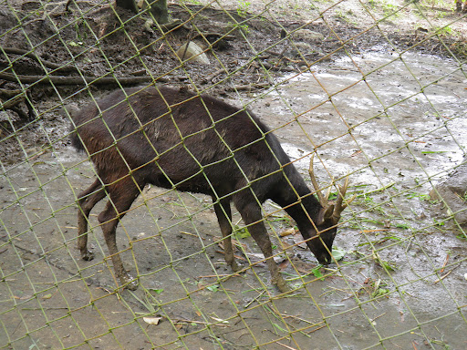 Philippine Brown Deer