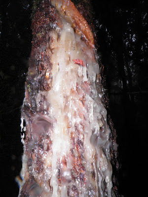 resin from an almasiga tree